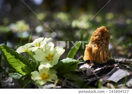Edible mushrooms Ptychoverpa bohemica Edible mushrooms Ptychoverpa bohemica 143804527