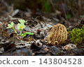 Edible mushrooms Ptychoverpa bohemica 143804528