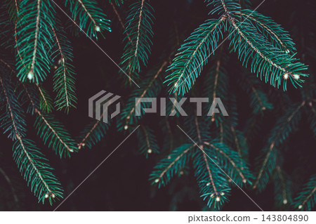 Dark spruce branches on black - moody christmas card background with copy space 143804890