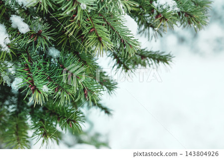 Spruce branch with snow - bright christmas card background with copy space Spruce branch with snow - bright christmas card background with copy space 143804926
