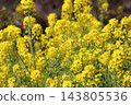 Rape flower 143805536