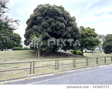 一棵象徵性的大樹矗立在綠草茵的山坡上,公園周圍還有防護圍欄。 一棵象徵性的大樹矗立在綠草茵的山坡上,公園周圍還有防護圍欄。 143805713