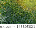 Ruta graveolens in meadow in sunny day. Aromatic flowers in rural garden. Pharmacy plant. 143805821