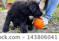 Young girl plays with black belgian shepherd puppy in summer garden, offering a ball during joyful game. The scene capturing a moment of fun, trust, and active bonding between human and dog. Slow 143806041