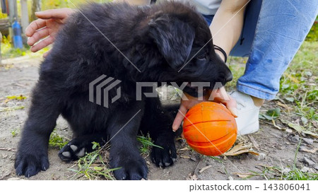 Young girl plays with black belgian shepherd puppy in summer garden, offering a ball during joyful game. The scene capturing a moment of fun, trust, and active bonding between human and dog. Slow Young girl plays with black belgian shepherd puppy in summer garden, offering a ball during joyful game. The scene capturing a moment of fun, trust, and active bonding between human and dog. Slow 143806041