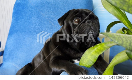 Portrait of funny black pug dog confidently sitting in armchair at home. Soft light emphasizes charming facial features creating humorous mood. Scene captures personality and playful character of pet Portrait of funny black pug dog confidently sitting in armchair at home. Soft light emphasizes charming facial features creating humorous mood. Scene captures personality and playful character of pet 143806042