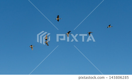 Flock of birds flying across a clear blue sky with varied wing positions in a wide aerial wildlife scene Flock of birds flying across a clear blue sky with varied wing positions in a wide aerial wildlife scene 143806285
