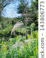 A landscape of grass and pampas grass 143806773