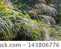 A landscape of grass and pampas grass 143806776