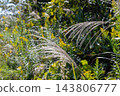 A landscape of grass and pampas grass 143806777