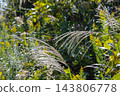 A landscape of grass and pampas grass 143806778