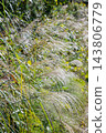 A landscape of grass and pampas grass 143806779