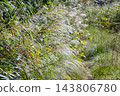 A landscape of grass and pampas grass 143806780
