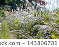 A landscape of grass and pampas grass 143806781