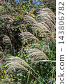 A landscape of grass and pampas grass 143806782