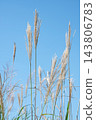 Looking up at the pampas grass that stands out against the blue sky. 143806783