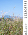 A landscape of grass and pampas grass 143806785