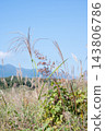 A landscape of grass and pampas grass 143806786