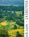 Rain falling on the terraced rice fields of Hoshitoge [Tokamachi City] 143807058