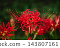 A cluster amaryllis wetted by morning dew 143807161