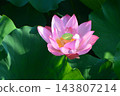 Lotus flower (Misato-cho, Saitama Prefecture) 143807214