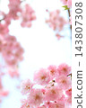 Double-flowered pink weeping cherry blossoms 143807308