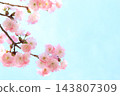 Double cherry blossoms in full bloom [blue sky background] 143807309