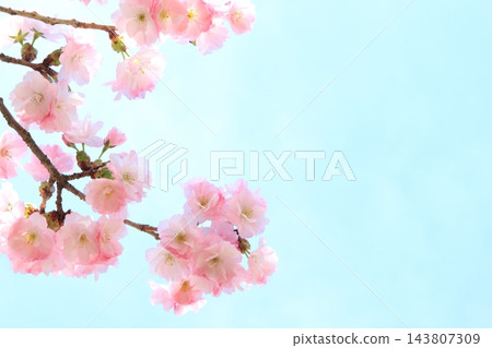 盛開的重瓣櫻花(藍天背景) 盛開的重瓣櫻花(藍天背景) 143807309