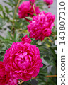 Pinkish peony 143807310