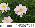 A peony with a faint pink tint 143807311