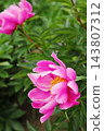 Pinkish peony 143807312