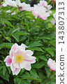 A peony with a faint pink tint 143807313