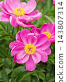 Close up of pink glaze 143807314