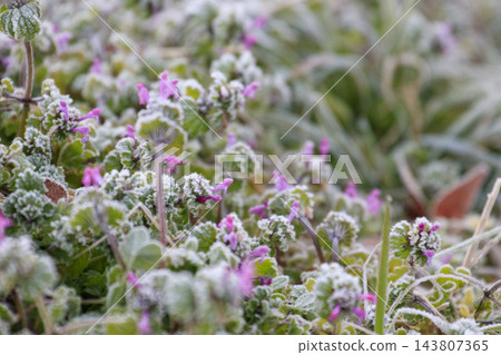 在冬日田野裡,抱莖野芝麻花(Lamium amplexicaule)的花朵上覆蓋著一層晨霜。 在冬日田野裡,抱莖野芝麻花(Lamium amplexicaule)的花朵上覆蓋著一層晨霜。 143807365