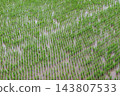 Rice in the rice field 143807533