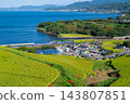 Rice terraces, the sea, and the Omura Line 143807851