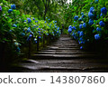 Blue hydrangeas at Meigetsuin Temple 143807860