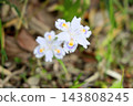 Refreshing Iris japonica flower 143808245