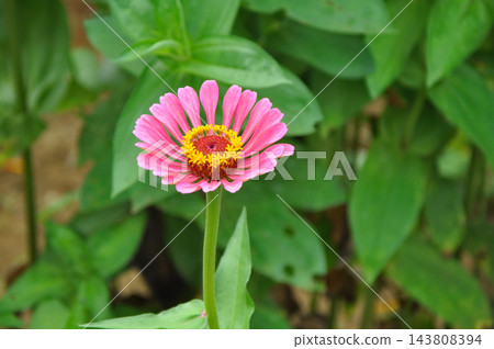 百日菊的粉紅色花瓣 143808394