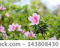 Refreshing Hirado Azalea Flowers 143808430
