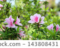 Refreshing Hirado Azalea Flowers 143808431