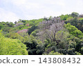 Refreshing Paulownia Flowers 143808432