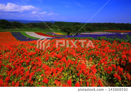 五顏六色的花園 五顏六色的花園 143808592