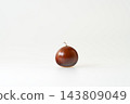 Shiny chestnuts fresh out of their burrs. White background. Copy space. 143809049