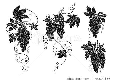 Vintage grape cluster bunch vine ornate set drawn engraving berries leaves tendrils botanical design Vintage grape cluster bunch vine ornate set drawn engraving berries leaves tendrils botanical design 143809136