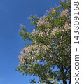 Blue sky and tree seeds 143809168