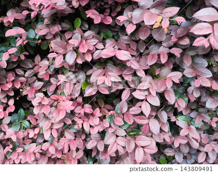 Red leaves Red leaves 143809491