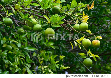 夏蜜柑(夏橘) 夏蜜柑(夏橘) 143810085