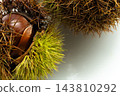 Chestnuts in their burrs; glossy chestnuts peeking out from their shells; white background; autumn delicacy. 143810292
