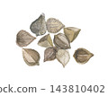 Buckwheat seeds painted in watercolor 143810402